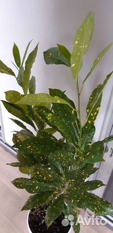 Аукубовидный кротон