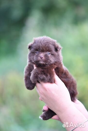 Шпиц-терьер шоколадный