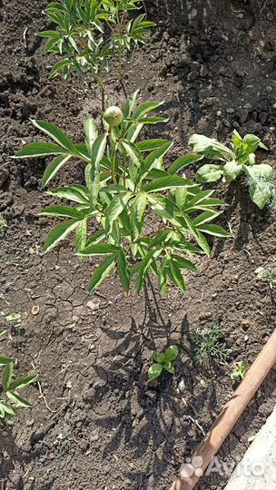 Пион (саженец)