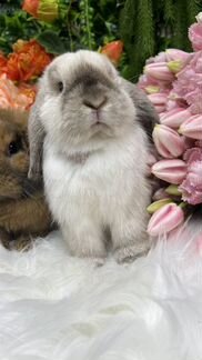 Царские декоративные кролики карликовые