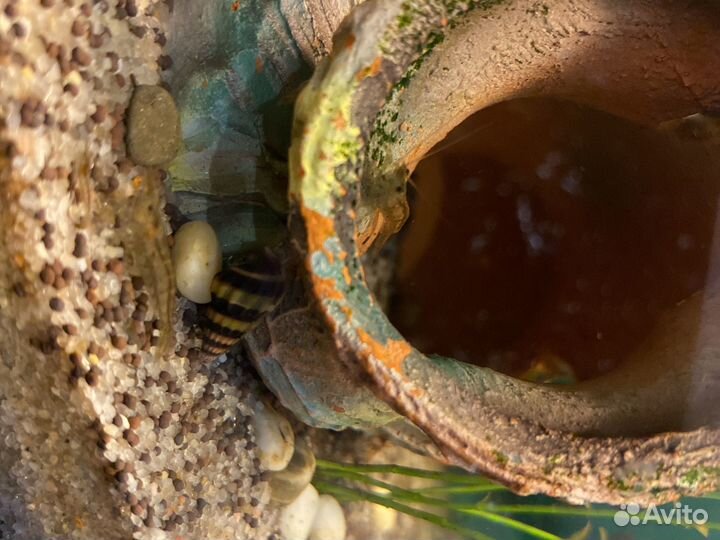 Пресноводные креветки Амано для аквариума