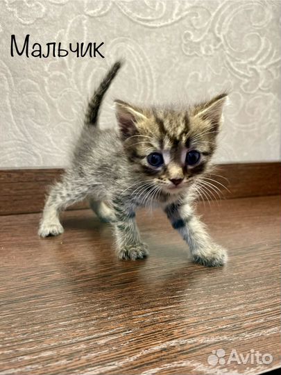 Котики в добрые руки