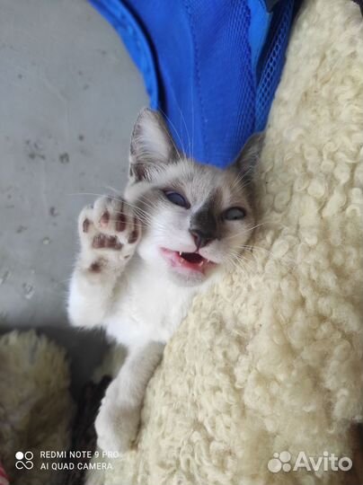 Котик в добрые руки бесплатно