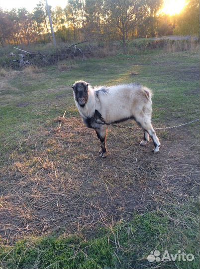 Козлики ламанча