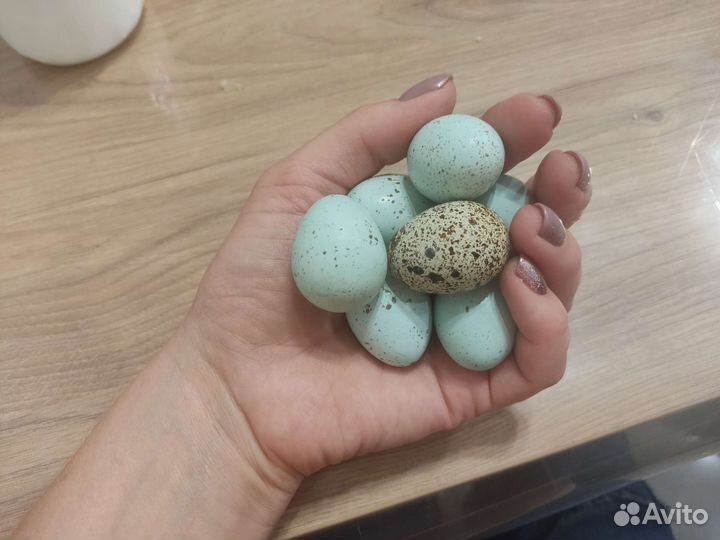 Перепела продажа