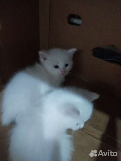 Турецкая ангора