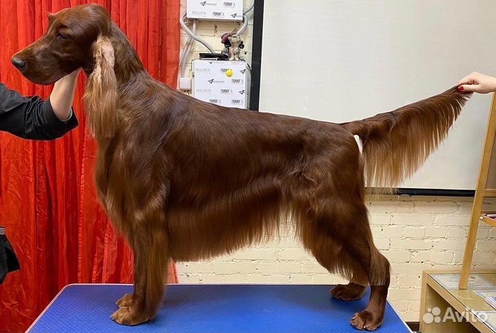 Грумер для Вашей собаки