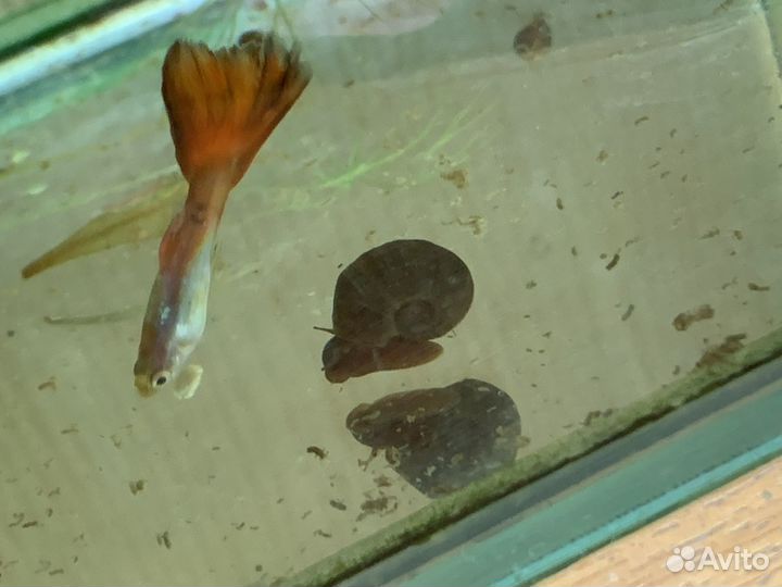 Улитки аквариумные