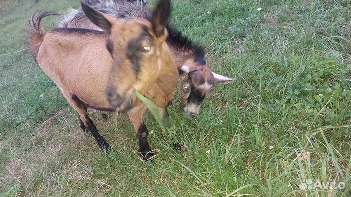 Коза дойная