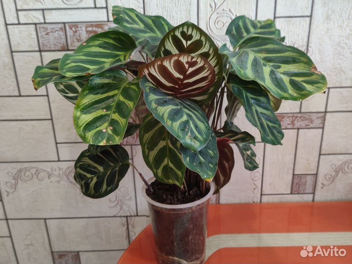 Калатея Макоя