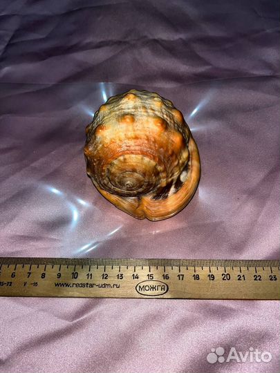 Морские ракушки раковины