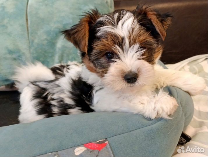 Бивер мальчик с документами