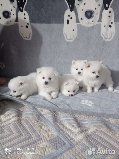 Щенки немецкого шпица