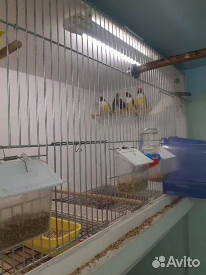 Амадины Гульда от заводчика