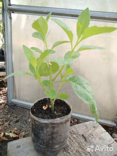 Листья джинуры