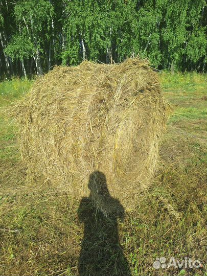 Продам сено в рулонах
