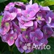 Гортензии более 60 сортов