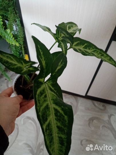 Комнатные растения цветы
