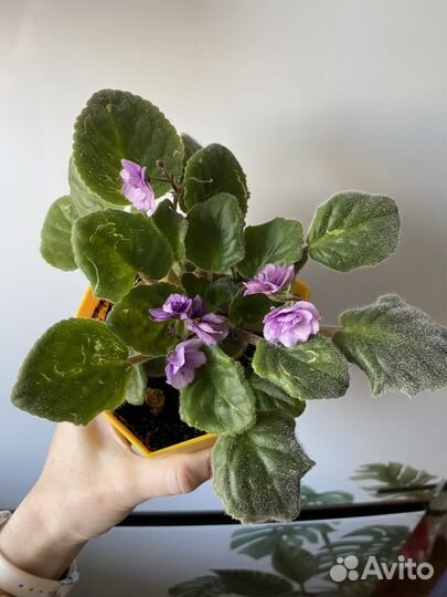 Фиалка сиреневая