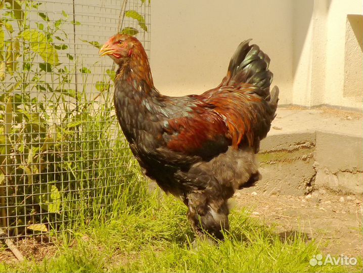 Петух Брама куропатчатая