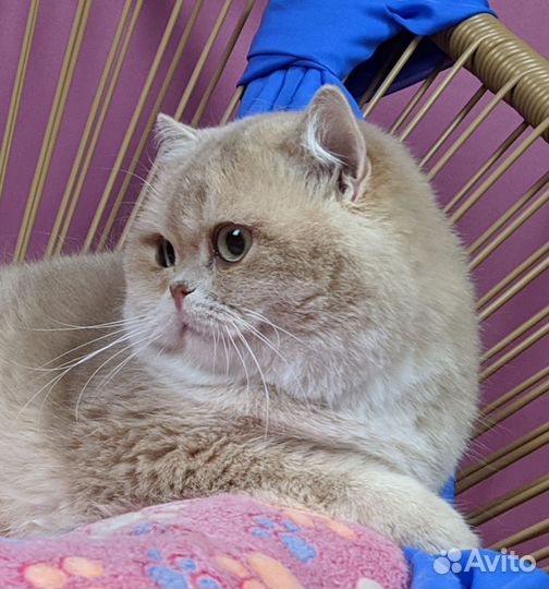 Лилак в отличном типе BRİ cy11