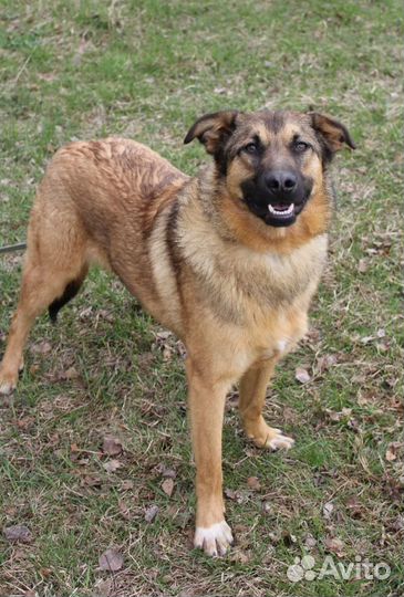 Молодой, рыжий парень-Бурбон ищет дом