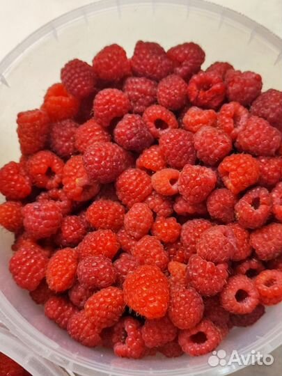 Ягода малина, свежая с огорода