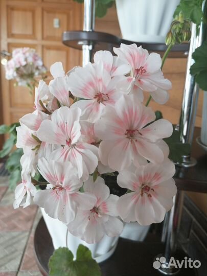 Пеларгония герань