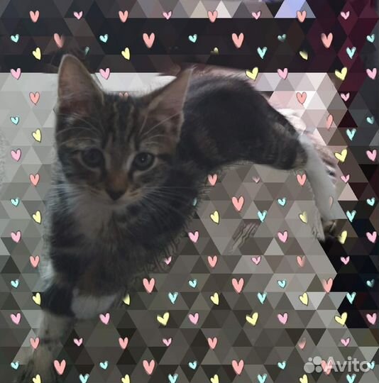 Котенок Мурмурашка