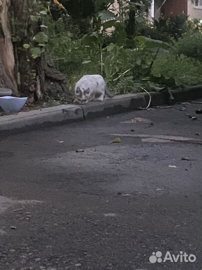 Котёнка бесплатные руки