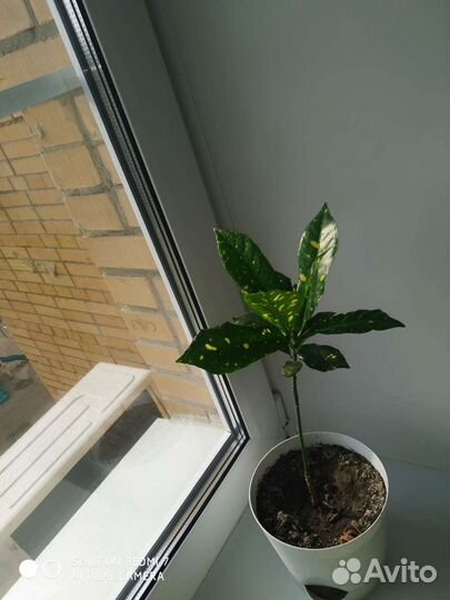 Кротон