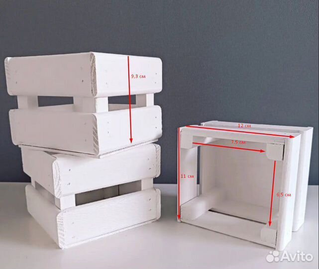 Сциндапсус энджой