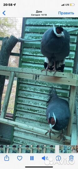 Фазаны разных видов