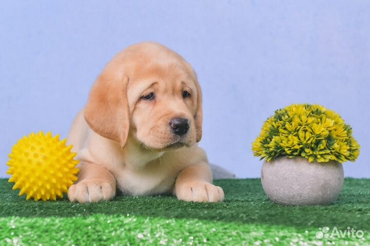Щенки лабрадора
