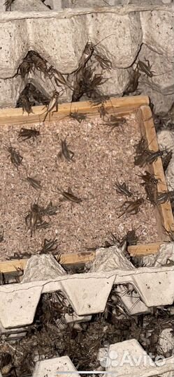 Корм для Стрижей. Сверчки, Тараканы мраморные