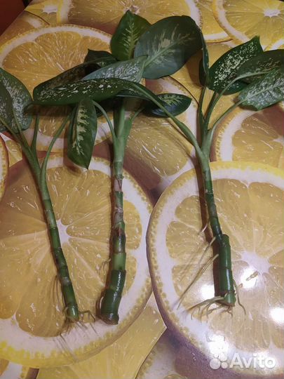 Диффенбахия