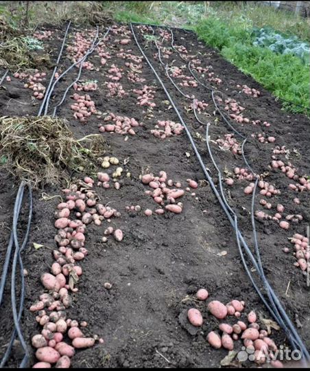 Картофель с доставкой