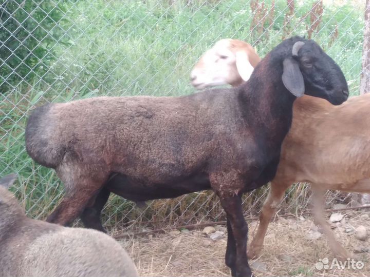 Курдючные бараны