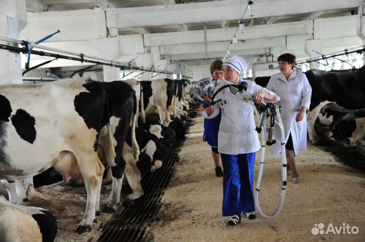 Доярка дояр аппаратная дойка Вахта с проживанием К