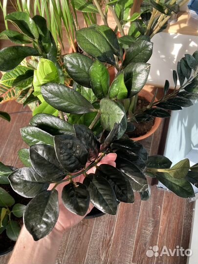 Замиакулькас Равен