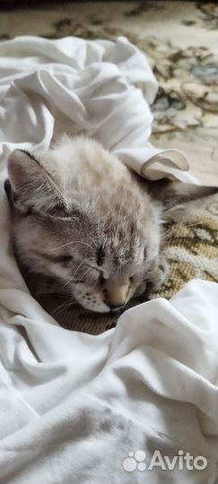 Кошка мама бенгальская