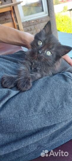 Отдам в добрые руки