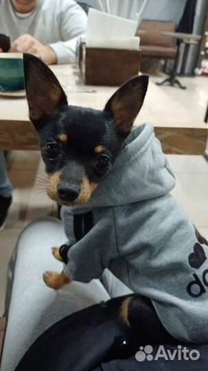 Толстовка для маленькой собачки и памперсы