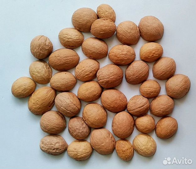 Скорлупа грецкого ореха