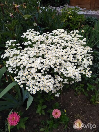 Многолетние цветы