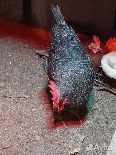 Петух-Доминант