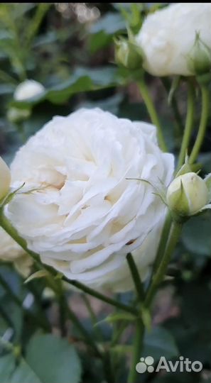 Роза Артемис