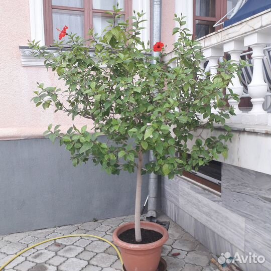 Гибискус китайская роза