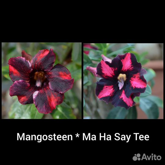 Адениум обесум (тучный) 1