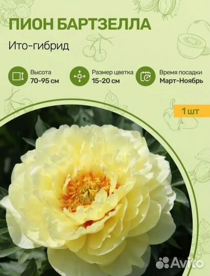 Корни пиона Бартзелла